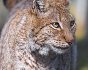 Preview wallpaper lynx, predator, animal, glance