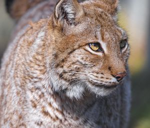 Preview wallpaper lynx, predator, animal, glance