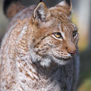 Preview wallpaper lynx, predator, animal, glance