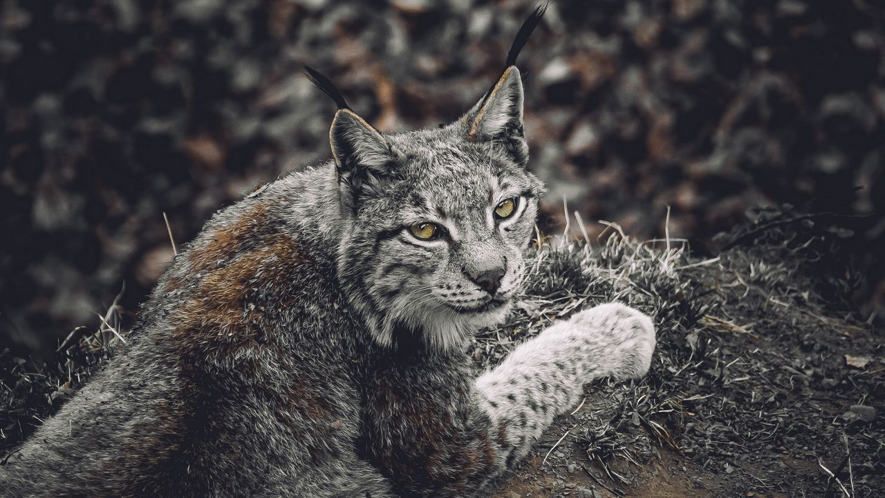 Wallpaper lynx, predator, animal, glance, wildlife