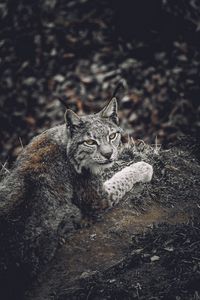 Preview wallpaper lynx, predator, animal, glance, wildlife