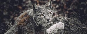 Preview wallpaper lynx, predator, animal, glance, wildlife