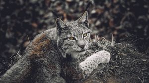 Preview wallpaper lynx, predator, animal, glance, wildlife