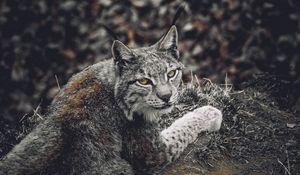 Preview wallpaper lynx, predator, animal, glance, wildlife