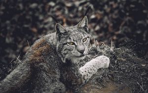 Preview wallpaper lynx, predator, animal, glance, wildlife