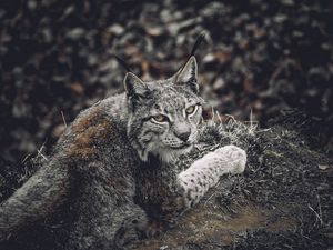 Preview wallpaper lynx, predator, animal, glance, wildlife