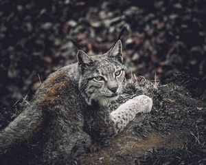 Preview wallpaper lynx, predator, animal, glance, wildlife