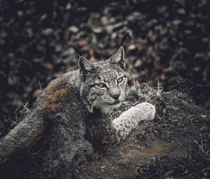 Preview wallpaper lynx, predator, animal, glance, wildlife