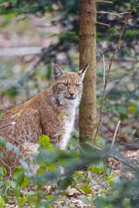 Preview wallpaper lynx, predator, animal, forest, trees, wildlife