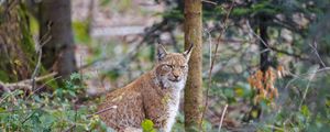 Preview wallpaper lynx, predator, animal, forest, trees, wildlife