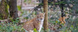 Preview wallpaper lynx, predator, animal, forest, trees, wildlife