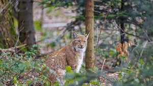 Preview wallpaper lynx, predator, animal, forest, trees, wildlife