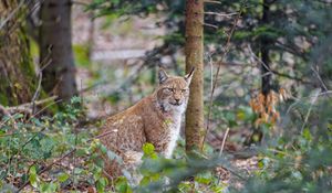 Preview wallpaper lynx, predator, animal, forest, trees, wildlife