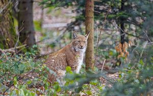 Preview wallpaper lynx, predator, animal, forest, trees, wildlife