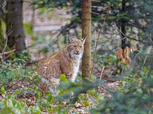 Preview wallpaper lynx, predator, animal, forest, trees, wildlife