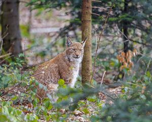 Preview wallpaper lynx, predator, animal, forest, trees, wildlife