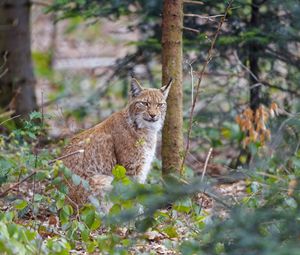 Preview wallpaper lynx, predator, animal, forest, trees, wildlife