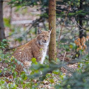 Preview wallpaper lynx, predator, animal, forest, trees, wildlife