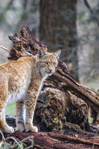 Preview wallpaper lynx, predator, animal, wildlife, big cat