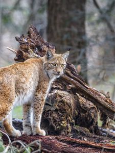 Preview wallpaper lynx, predator, animal, wildlife, big cat