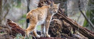 Preview wallpaper lynx, predator, animal, wildlife, big cat