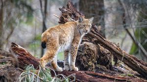 Preview wallpaper lynx, predator, animal, wildlife, big cat