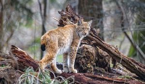 Preview wallpaper lynx, predator, animal, wildlife, big cat