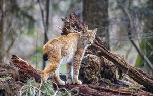 Preview wallpaper lynx, predator, animal, wildlife, big cat