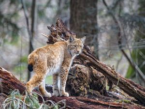Preview wallpaper lynx, predator, animal, wildlife, big cat