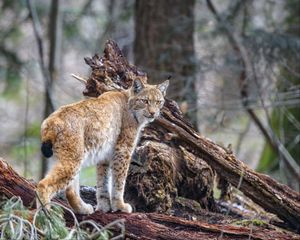 Preview wallpaper lynx, predator, animal, wildlife, big cat