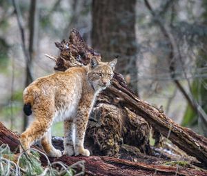 Preview wallpaper lynx, predator, animal, wildlife, big cat