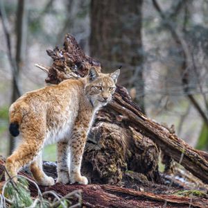 Preview wallpaper lynx, predator, animal, wildlife, big cat