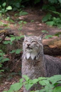 Preview wallpaper lynx, predator, animal, wildlife