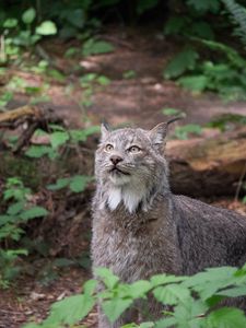 Preview wallpaper lynx, predator, animal, wildlife