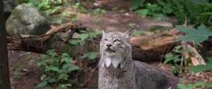 Preview wallpaper lynx, predator, animal, wildlife