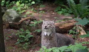 Preview wallpaper lynx, predator, animal, wildlife