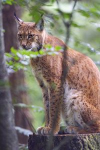 Preview wallpaper lynx, predator, animal, glance, wildlife, big cat