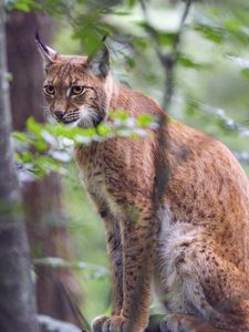 Preview wallpaper lynx, predator, animal, glance, wildlife, big cat