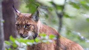 Preview wallpaper lynx, predator, animal, glance, wildlife, big cat