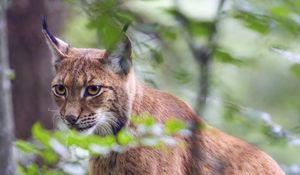 Preview wallpaper lynx, predator, animal, glance, wildlife, big cat