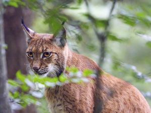 Preview wallpaper lynx, predator, animal, glance, wildlife, big cat