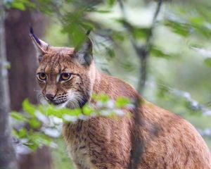 Preview wallpaper lynx, predator, animal, glance, wildlife, big cat