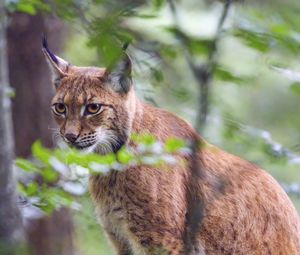 Preview wallpaper lynx, predator, animal, glance, wildlife, big cat