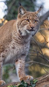Preview wallpaper lynx, predator, animal, big cat, branches