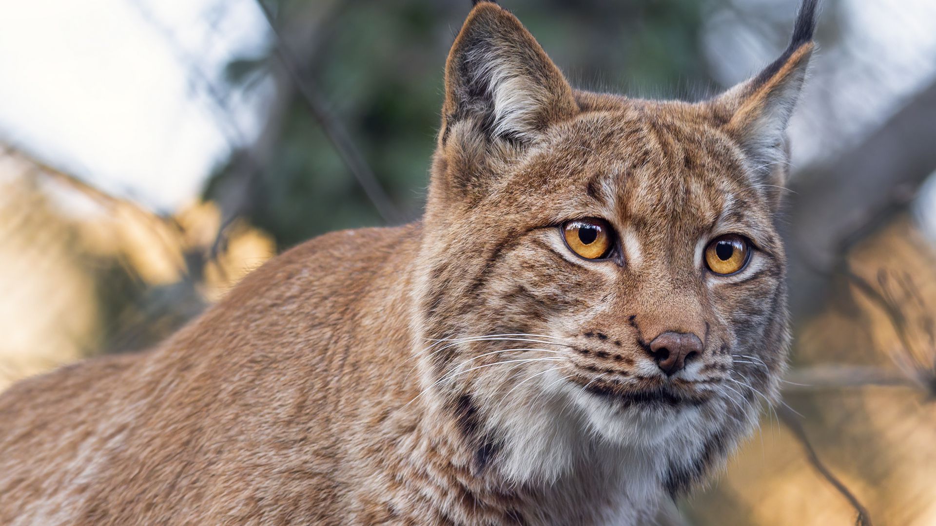 Download wallpaper 1920x1080 lynx, predator, animal, big cat, branches ...