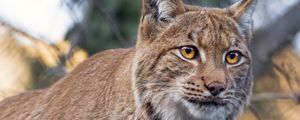 Preview wallpaper lynx, predator, animal, big cat, branches