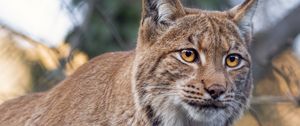 Preview wallpaper lynx, predator, animal, big cat, branches