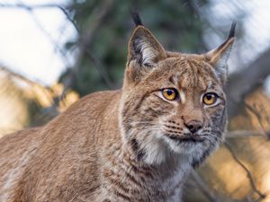 Preview wallpaper lynx, predator, animal, big cat, branches