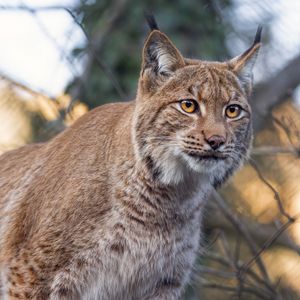 Preview wallpaper lynx, predator, animal, big cat, branches