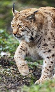 Preview wallpaper lynx, predator, animal, movement, wildlife